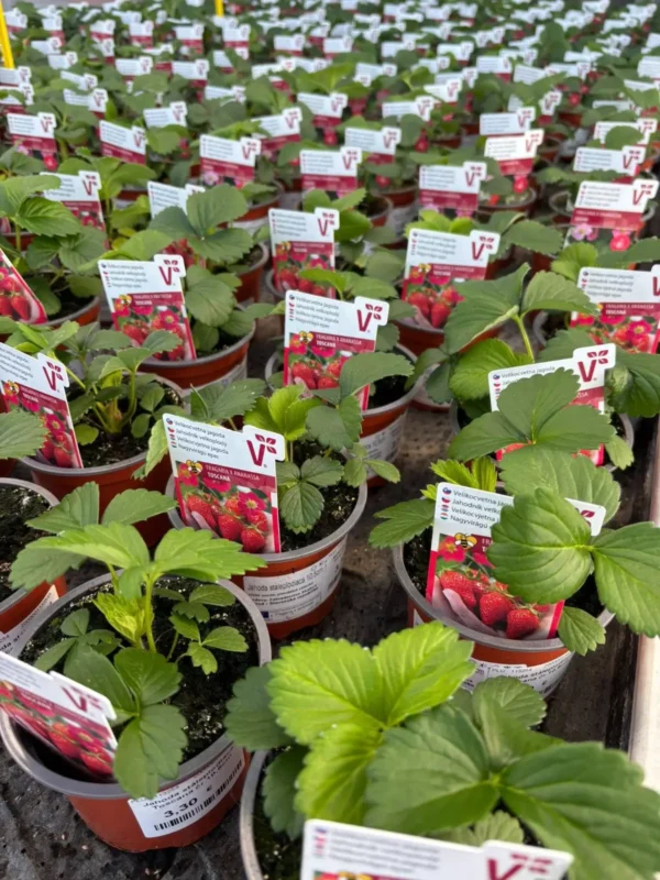 Prvá várka jahôd v predaji - Hadzima Plant Špačince