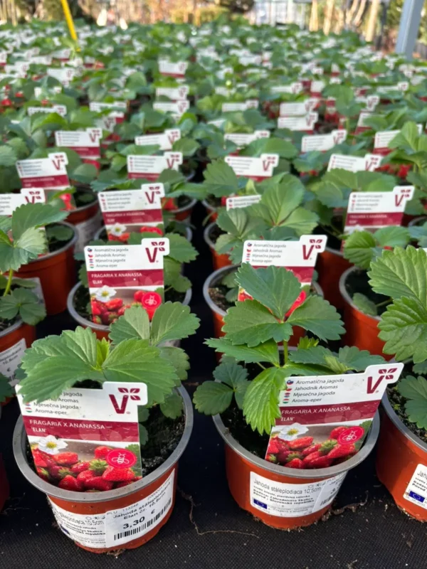 Prvá várka jahôd v predaji - Hadzima Plant Špačince