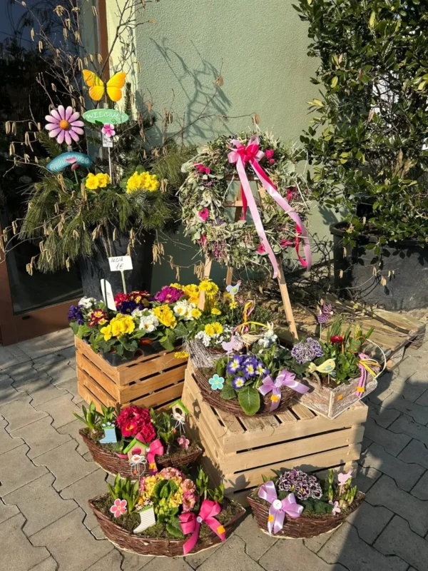 Vysádzané košíky - Hadzima Plant Špačince (2)