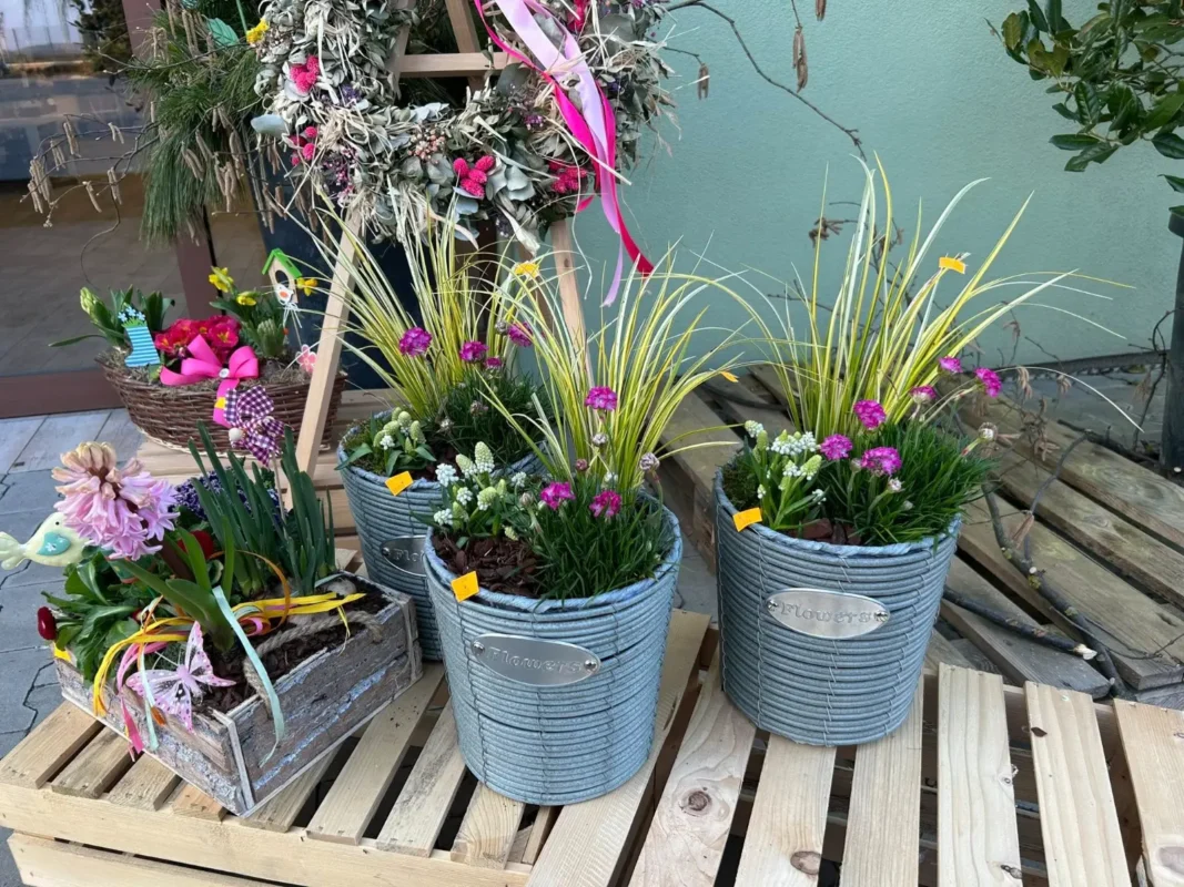 Vysádzané košíky - Hadzima Plant Špačince (3)