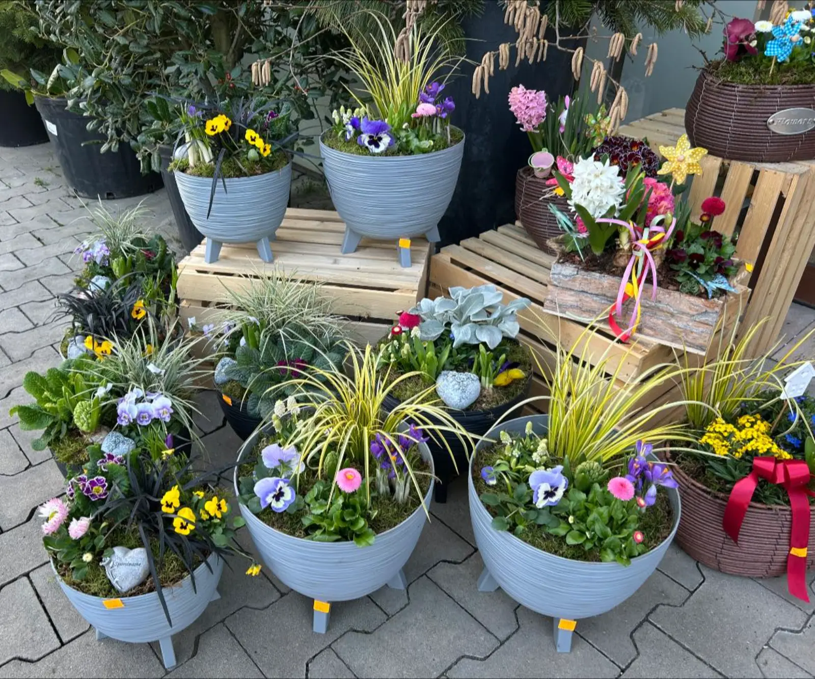 Vysádzané košíky - Hadzima Plant Špačince (4)