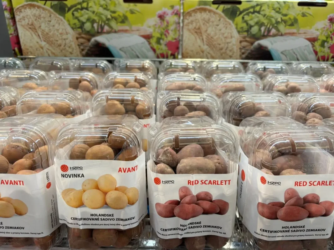 Zemiaky už v predaji - Hadzima Plant Špačince